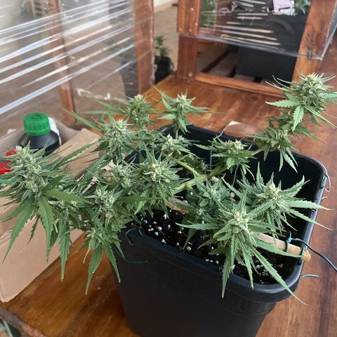 Watermelon Automatic #1 growlog timeline photo