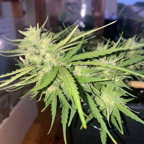 Watermelon Automatic #1 growlog timeline photo