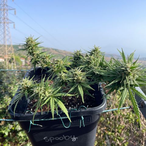 Watermelon Automatic #1 growlog timeline photo