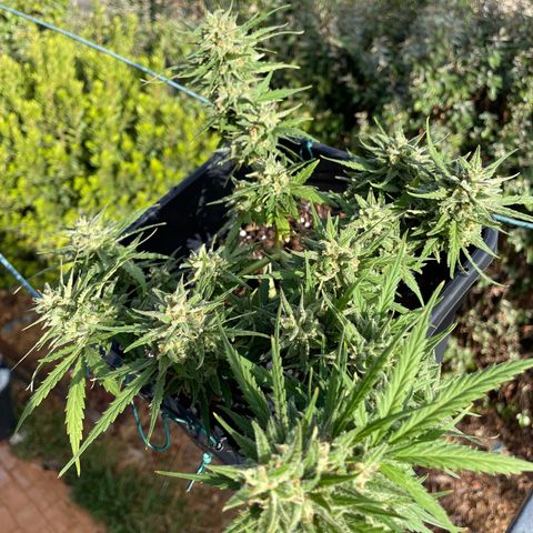 Watermelon Automatic #1 growlog timeline photo