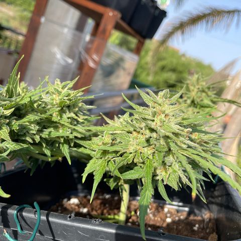 Watermelon Automatic #1 growlog timeline photo