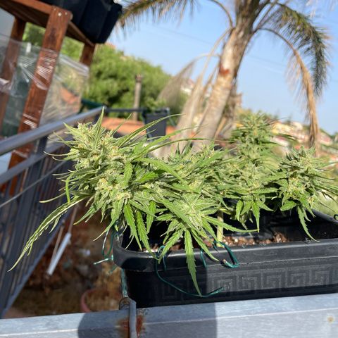 Watermelon Automatic #1 growlog timeline photo