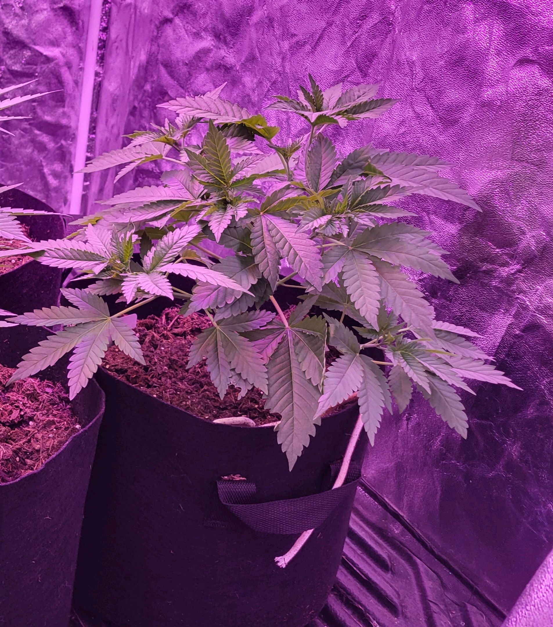 Stacy's mom growlog header