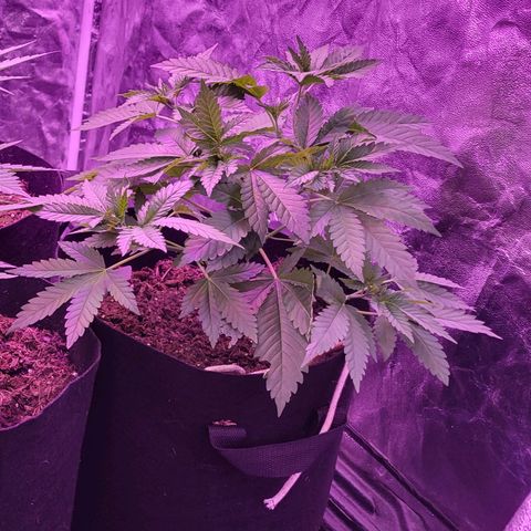 Stacy's mom growlog in Main tent