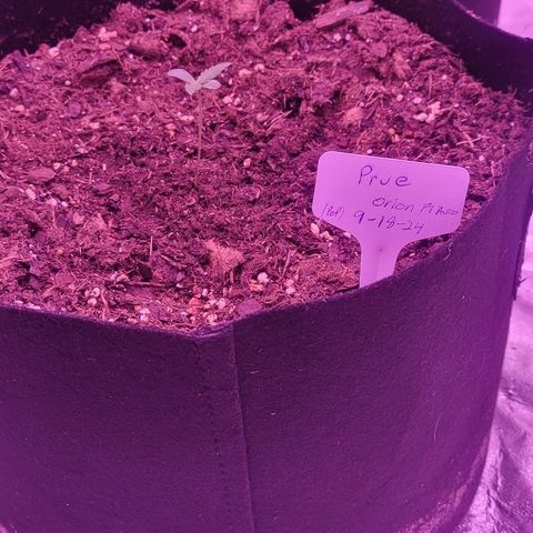 Prue growlog timeline photo
