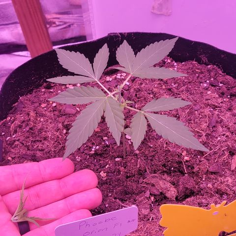 Phoebe growlog timeline photo
