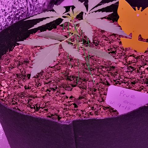 Prue growlog timeline photo