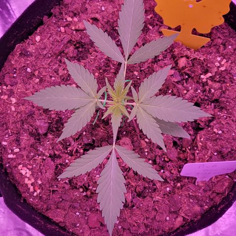 Prue growlog timeline photo