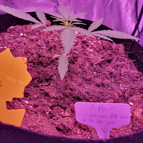 Piper growlog timeline photo