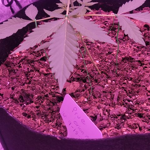 Prue growlog timeline photo