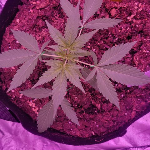 Prue growlog timeline photo