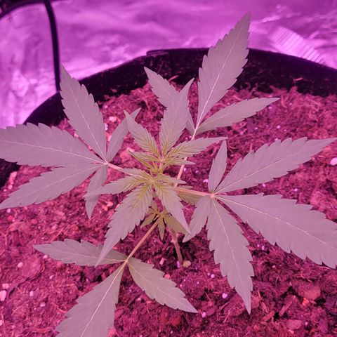 Piper growlog timeline photo