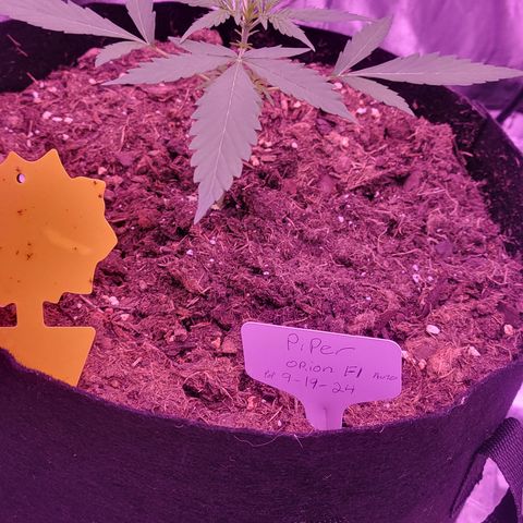 Piper growlog timeline photo