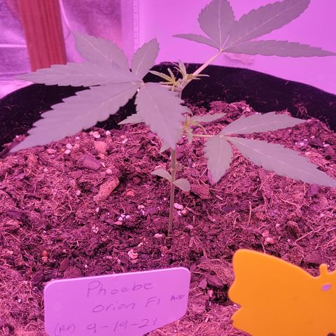 Phoebe growlog timeline photo