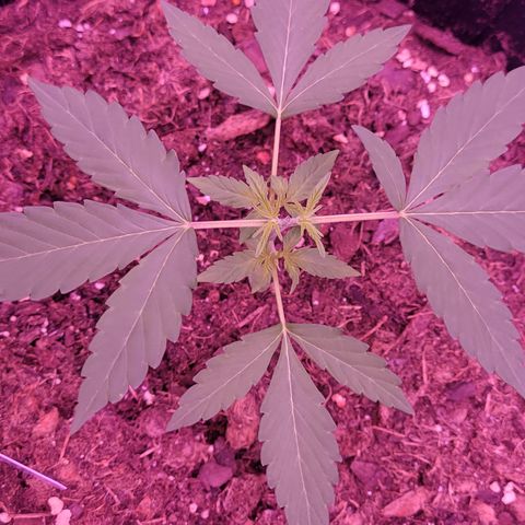 Phoebe growlog timeline photo