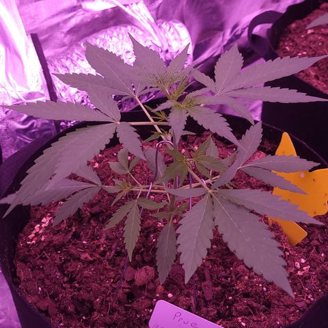 Prue growlog timeline photo