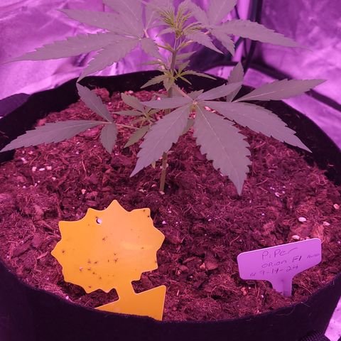 Piper growlog timeline photo