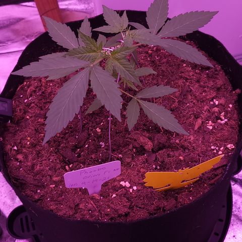 Phoebe growlog timeline photo