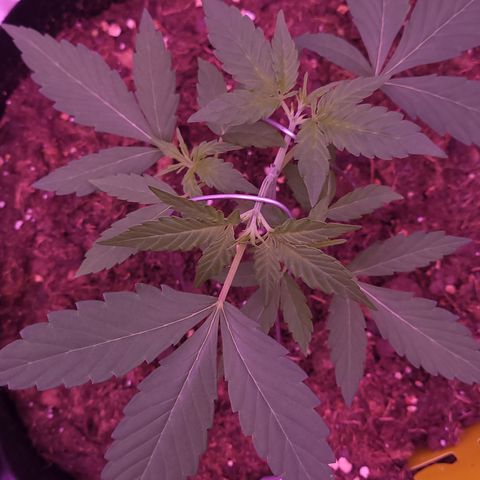 Phoebe growlog timeline photo