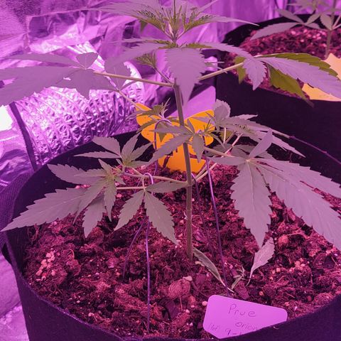 Prue growlog timeline photo