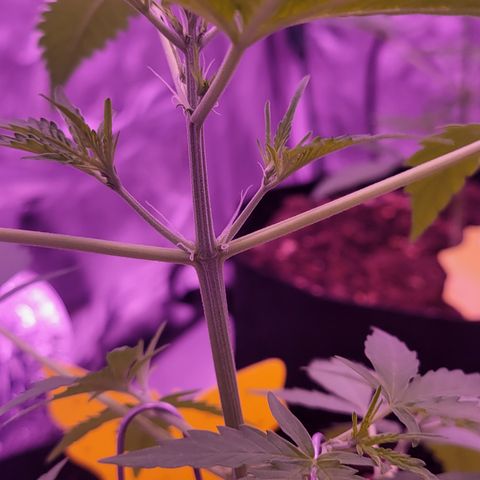 Prue growlog timeline photo