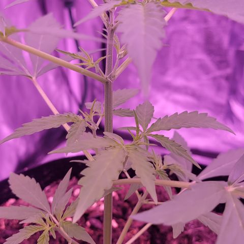 Piper growlog timeline photo