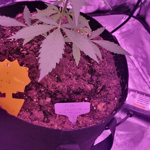 Piper growlog timeline photo