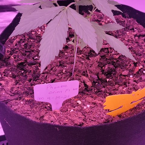 Phoebe growlog timeline photo