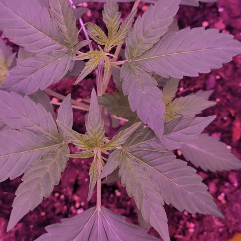 Phoebe growlog timeline photo
