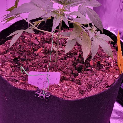 Phoebe growlog timeline photo