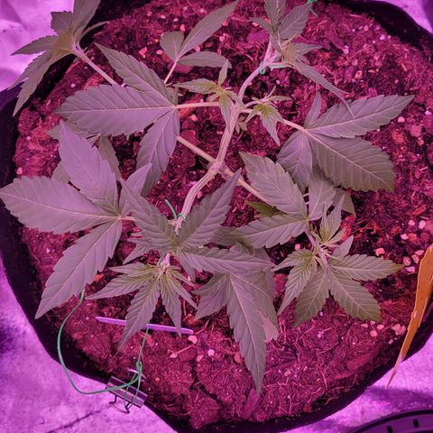 Phoebe growlog timeline photo