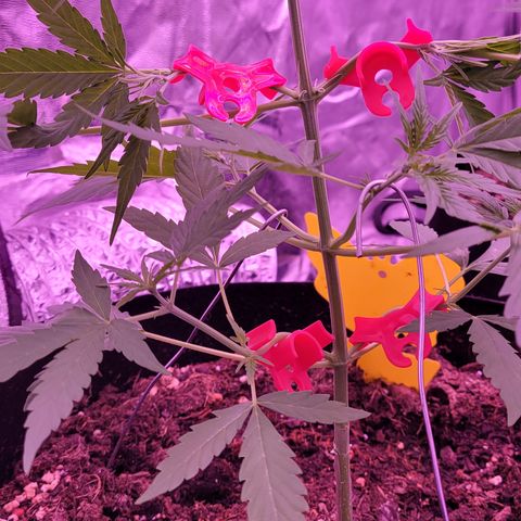 Prue growlog timeline photo