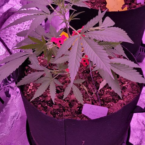 Prue growlog timeline photo