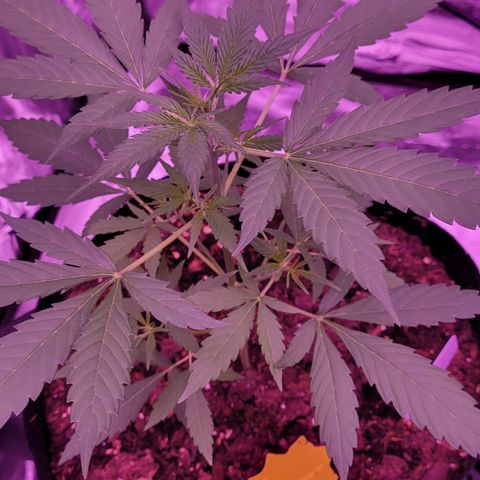 Piper growlog timeline photo