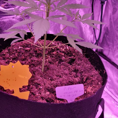 Piper growlog timeline photo