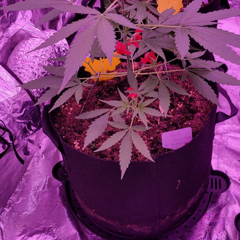 Prue growlog timeline photo