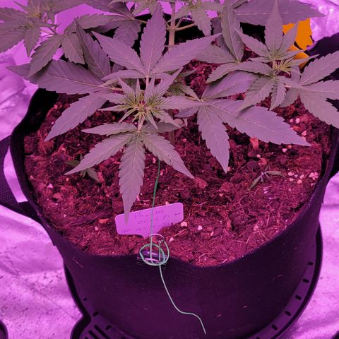 Phoebe growlog timeline photo