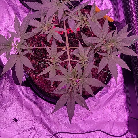 Phoebe growlog timeline photo