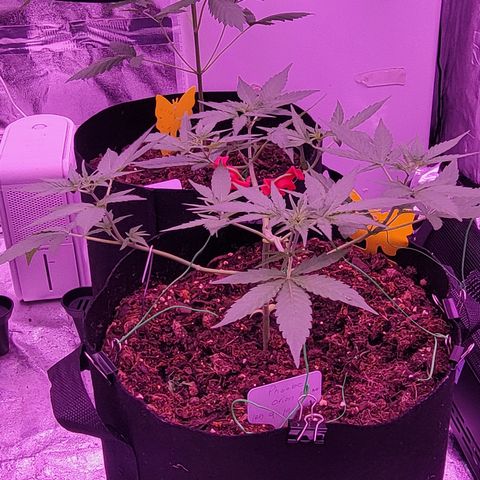 Phoebe growlog timeline photo
