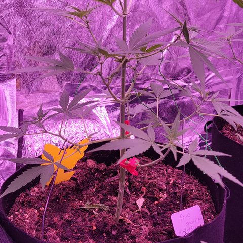 Prue growlog timeline photo