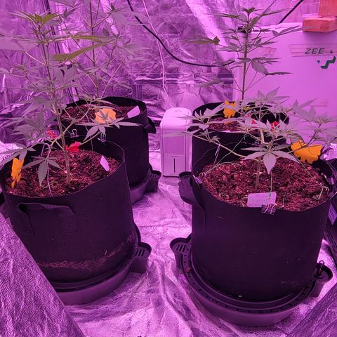 Prue growlog timeline photo