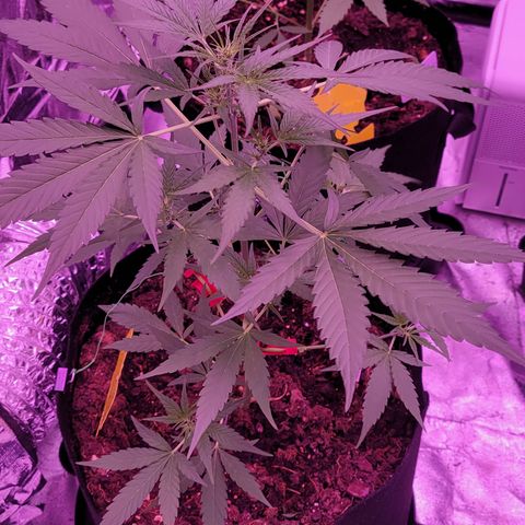 Prue growlog timeline photo