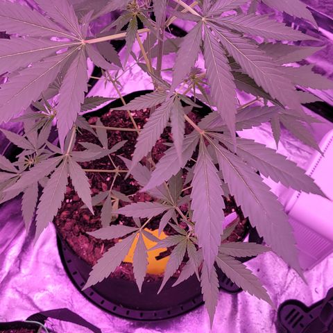 Piper growlog timeline photo