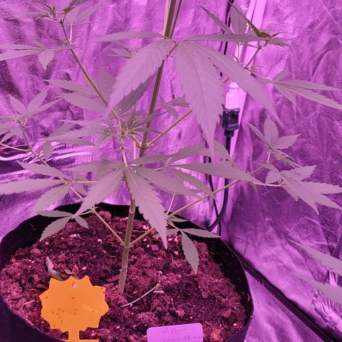 Piper growlog timeline photo
