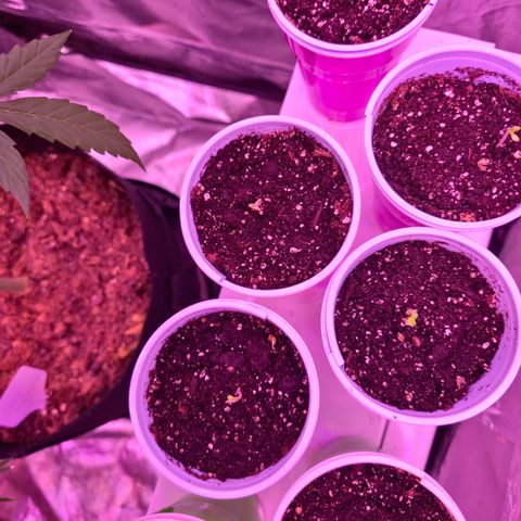 Gangsta Grape growlog timeline photo
