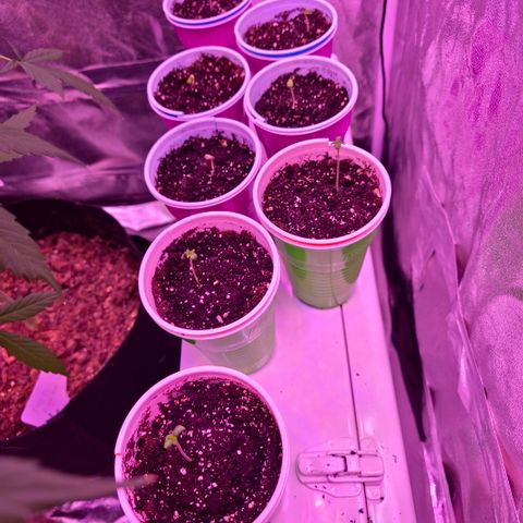 Gangsta Grape growlog timeline photo