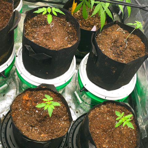 Gangsta Grape growlog timeline photo
