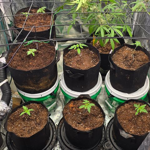 Gangsta Grape growlog timeline photo