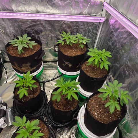 Gangsta Grape growlog timeline photo