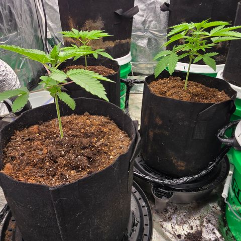 Gangsta Grape growlog timeline photo